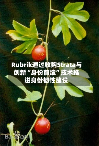 Rubrik通过收购Strata与创新“身份前滚	”技术推进身份韧性建设-第3张图片